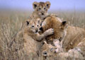<center>Faut-il en avoir de la patience avec ses lionceaux !... félin femelle lionne jeunes jeux 